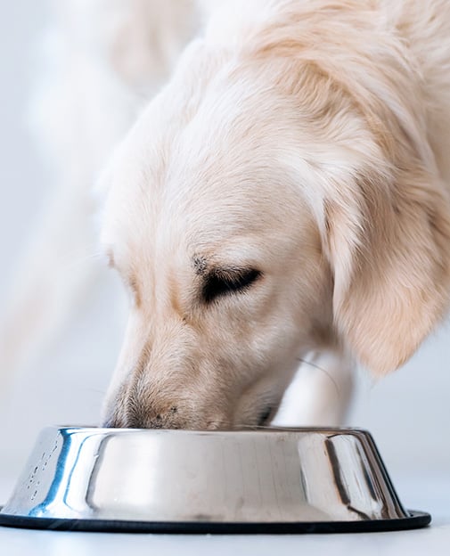 PetFriendly Hotel in Carlsbad, CA West Inn & Suites